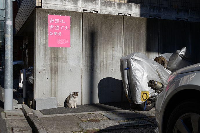 街のねこたち