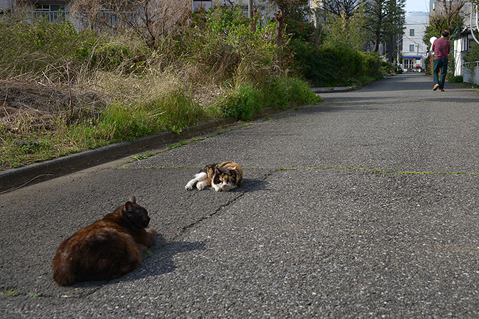 街のねこたち