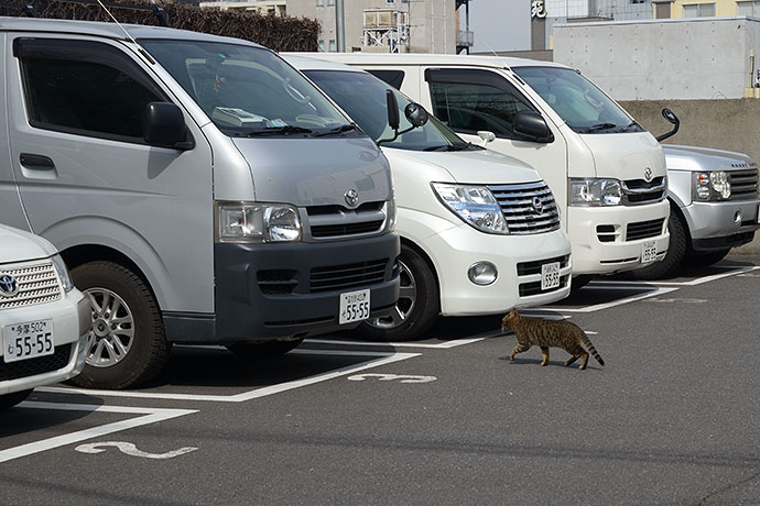 街のねこたち