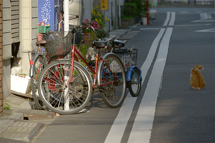 街のねこたち