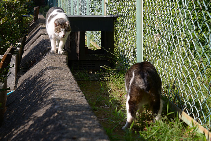 街のねこたち