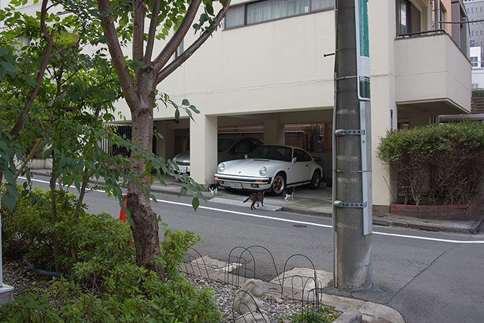 街のねこたち