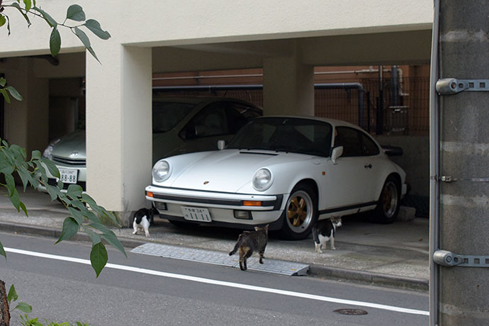 街のねこたち