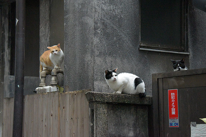 街のねこたち