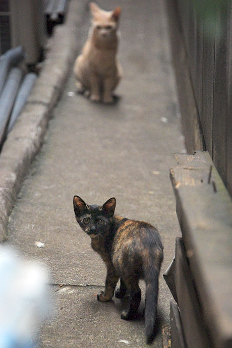 街のねこたち