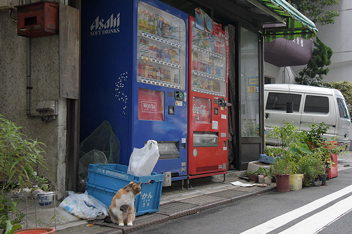 街のねこたち