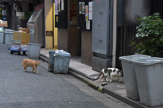街のねこたち
