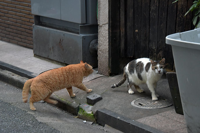 街のねこたち