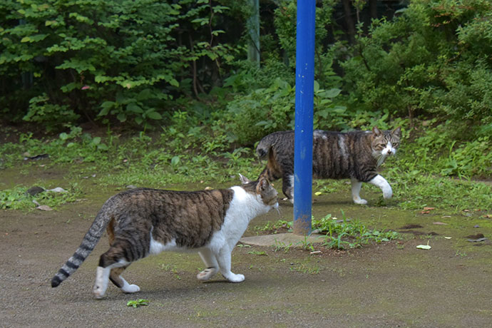 街のねこたち