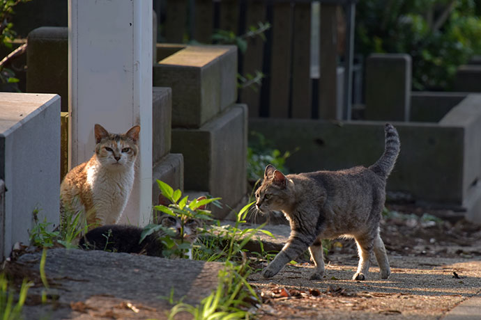 街のねこたち