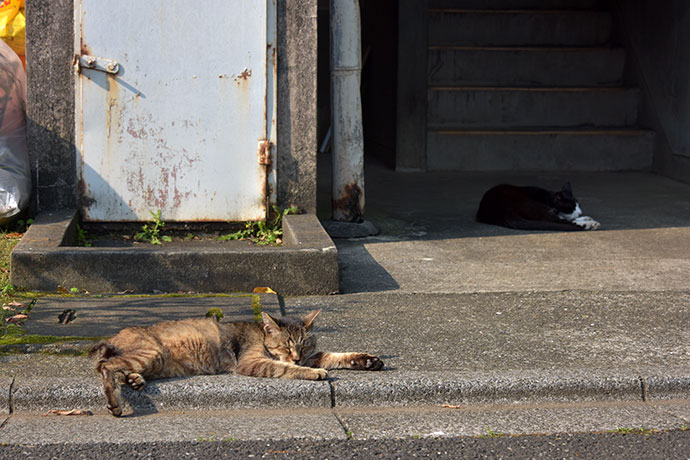 街のねこたち