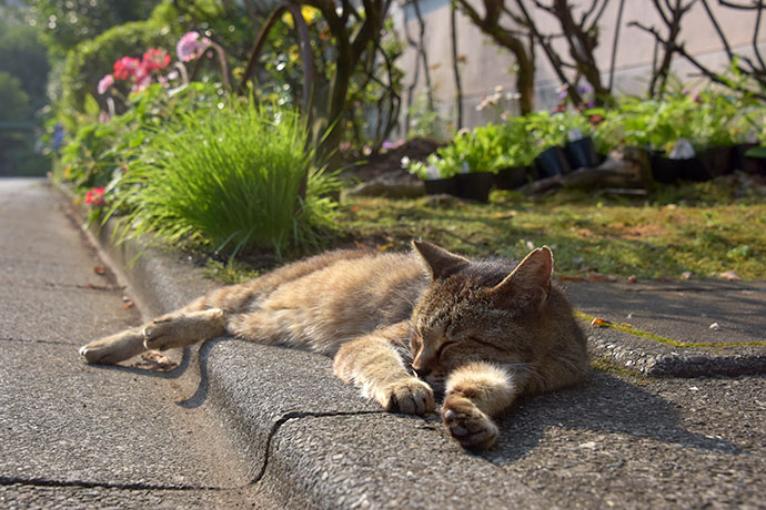 街のねこたち