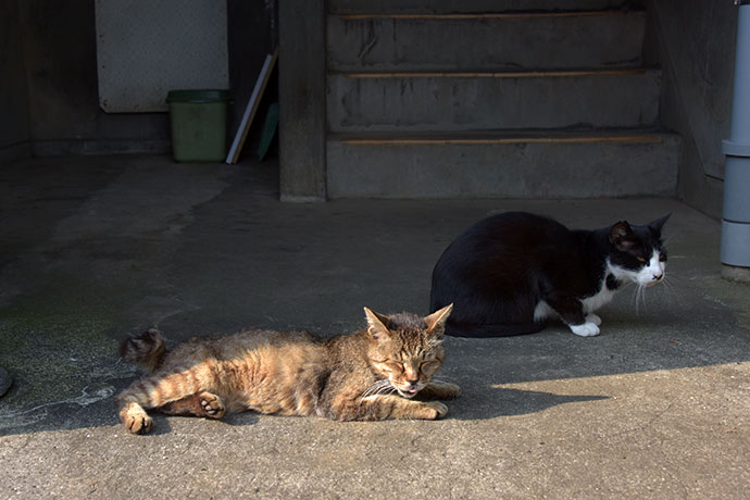 街のねこたち