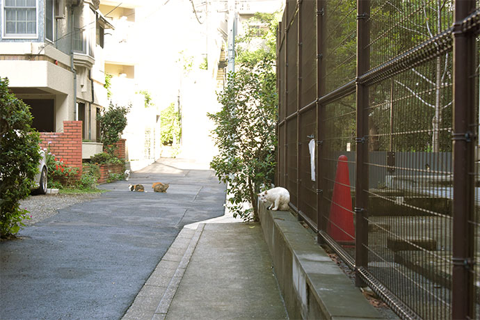 街のねこたち