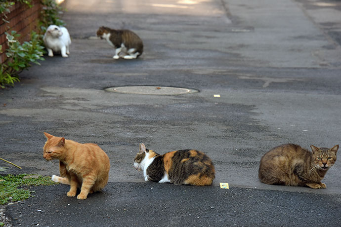 街のねこたち