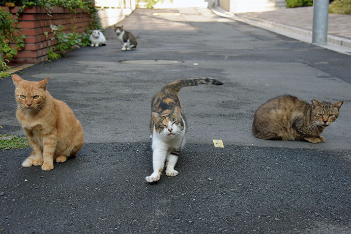 街のねこたち
