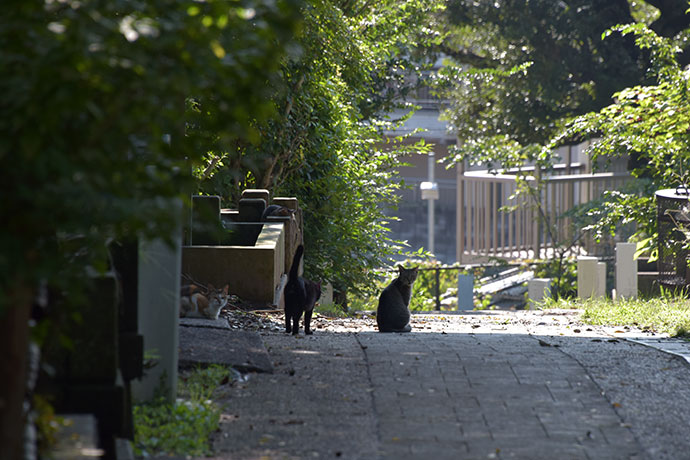 街のねこたち