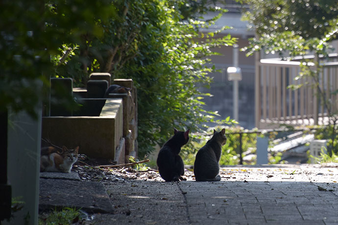 街のねこたち