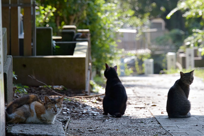 街のねこたち