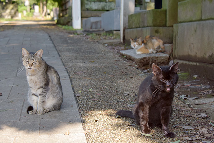 街のねこたち