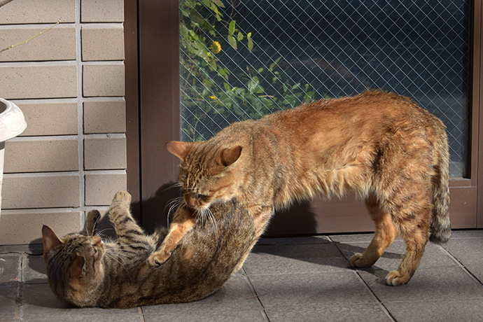 街のねこたち