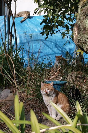 街のねこたち
