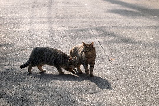 街のねこたち