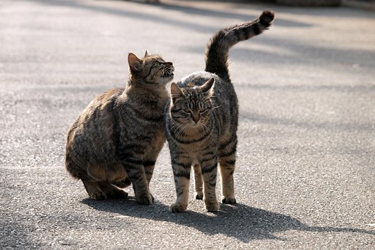 街のねこたち