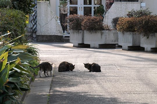 街のねこたち