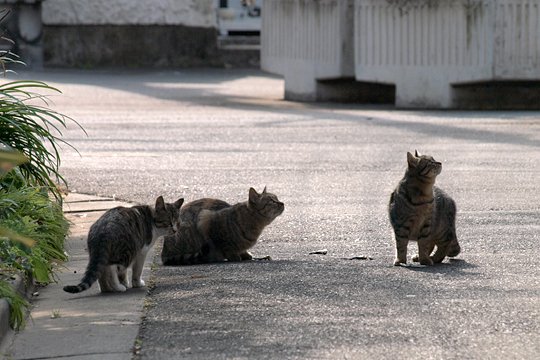 街のねこたち