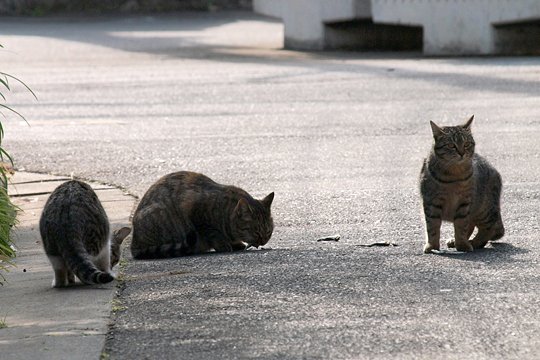 街のねこたち