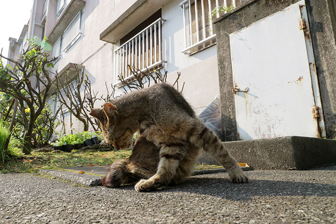 街のねこたち