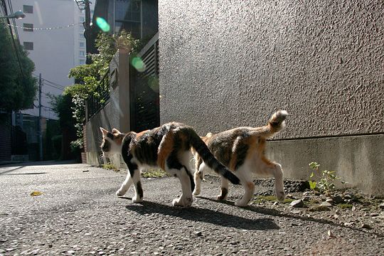 街のねこたち