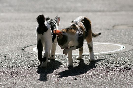 街のねこたち