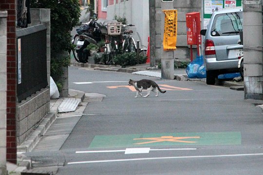 街のねこたち