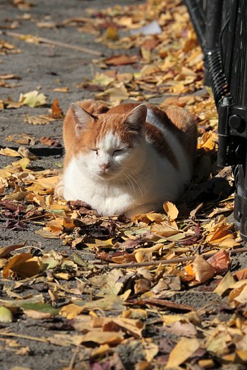 街のねこたち