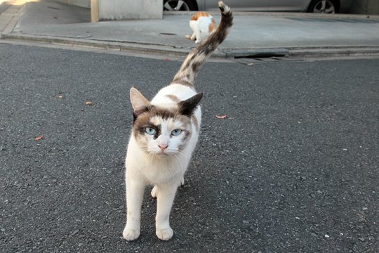 街のねこたち