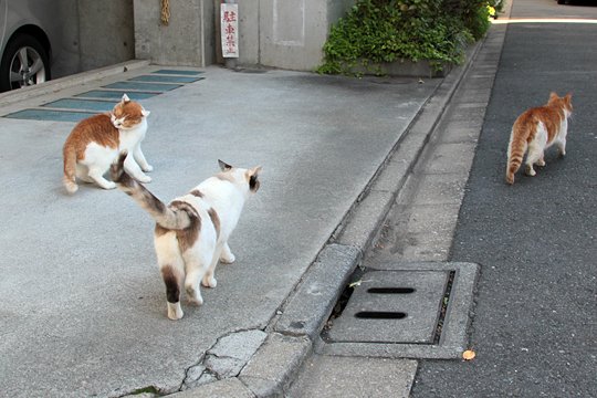 街のねこたち