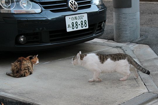 街のねこたち