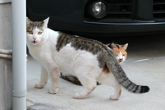 街のねこたち