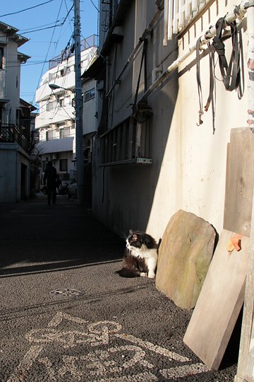 街のねこたち