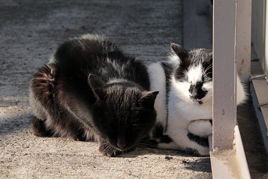 街のねこたち