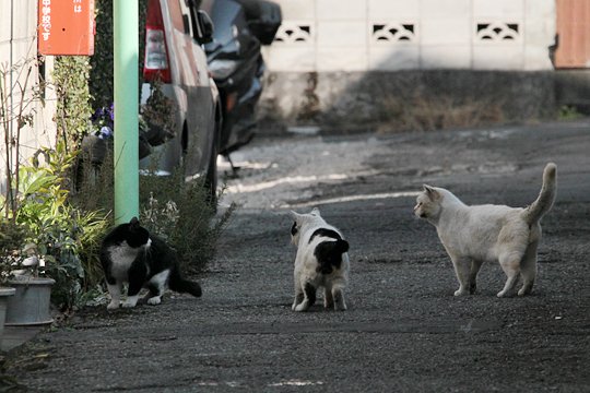 街のねこたち