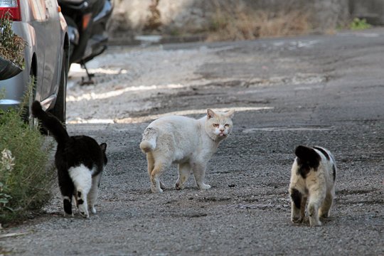街のねこたち