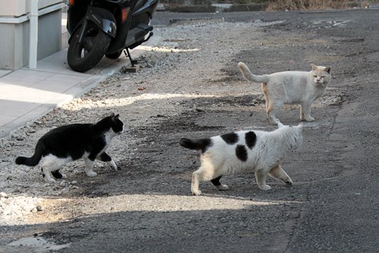 街のねこたち