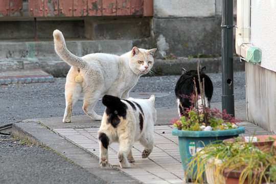街のねこたち