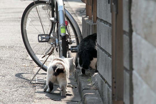 街のねこたち