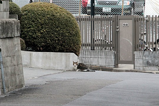 街のねこたち