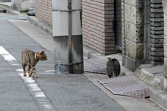 街のねこたち