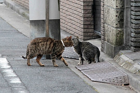 街のねこたち
